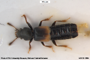  ( - NOCOL3584)  @11 [ ] Creative Commons  Attribution Non-Commercial Share-Alike (2106) NTNU University Museum, Department of Natural History NTNU University Museum, Department of Natural History