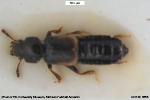  ( - NOCOL3585)  @11 [ ] Creative Commons  Attribution Non-Commercial Share-Alike (2107) NTNU University Museum, Department of Natural History NTNU University Museum, Department of Natural History