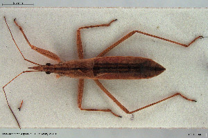  ( - NOHET100)  @11 [ ] Creative Commons  Attribution Non-Commercial Share-Alike (2022) NTNU University Museum, Department of Natural History NTNU University Museum, Department of Natural History