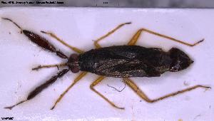  ( - NOHET557)  @11 [ ] Creative Commons  Attribution Non-Commercial Share-Alike (2025) NTNU University Museum, Department of Natural History NTNU University Museum, Department of Natural History