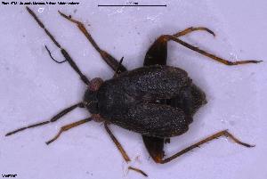  ( - NOHET567)  @11 [ ] Creative Commons  Attribution Non-Commercial Share-Alike (2025) NTNU University Museum, Department of Natural History NTNU University Museum, Department of Natural History