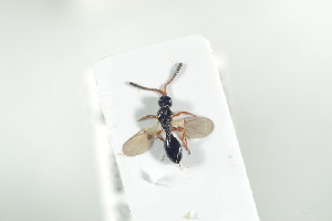  ( - HYMNI1906)  @12 [ ] CreativeCommons - Attribution Non-Commercial Share-Alike (2017) Arnstein Staverlokk Norwegian Institute of Nature Research