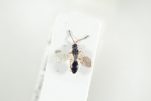  ( - HYMNI2103)  @12 [ ] CreativeCommons - Attribution Non-Commercial Share-Alike (2017) Arnstein Staverlokk Norwegian Institute of Nature Research