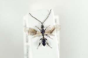  (Psilus filicornis - HYMNI2107)  @11 [ ] CreativeCommons - Attribution Non-Commercial Share-Alike (2017) Arnstein Staverlokk Norwegian Institute of Nature Research