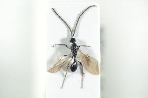  ( - HYMNI1918)  @11 [ ] CreativeCommons - Attribution Non-Commercial Share-Alike (2017) Arnstein Staverlokk Norwegian Institute of Nature Research