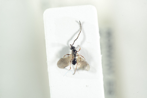  (Basalys scoticus - HYMNI1920)  @12 [ ] CreativeCommons - Attribution Non-Commercial Share-Alike (2017) Arnstein Staverlokk Norwegian Institute of Nature Research