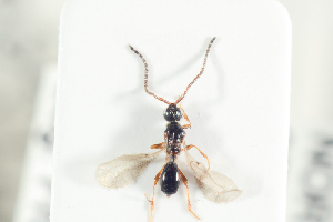  (Basalys formicarium - HYMNI2118)  @11 [ ] CreativeCommons - Attribution Non-Commercial Share-Alike (2017) Arnstein Staverlokk Norwegian Institute of Nature Research