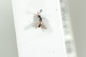  (Basalys exigua - HYMNI1932)  @11 [ ] CreativeCommons - Attribution Non-Commercial Share-Alike (2017) Arnstein Staverlokk Norwegian Institute of Nature Research
