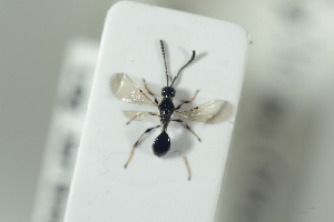  ( - HYMNI2243)  @11 [ ] CreativeCommons - Attribution Non-Commercial Share-Alike (2017) Arnstein Staverlokk Norwegian Institute of Nature Research