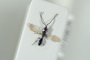  (Psilus subapterus - HYMNI2247)  @13 [ ] CreativeCommons - Attribution Non-Commercial Share-Alike (2017) Arnstein Staverlokk Norwegian Institute of Nature Research