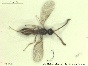  (Pantolyta pallida - HYMNI2566)  @11 [ ] CreativeCommons - Attribution Share-Alike (2019) NTNU University Museum, Department of Natural History NTNU University Museum, Department of Natural History