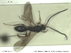  ( - HYMNI2572)  @11 [ ] CreativeCommons - Attribution Share-Alike (2019) NTNU University Museum, Department of Natural History NTNU University Museum, Department of Natural History
