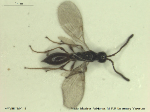  (Synacra paupera - HYMNI2591)  @11 [ ] CreativeCommons - Attribution Share-Alike (2019) NTNU University Museum, Department of Natural History NTNU University Museum, Department of Natural History