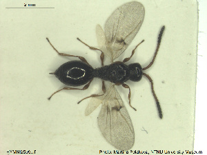  (Aneurhynchus ariadne - HYMNI2599)  @11 [ ] CreativeCommons - Attribution Share-Alike (2019) NTNU University Museum, Department of Natural History NTNU University Museum, Department of Natural History