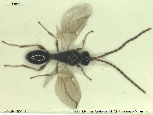  (Aneurhynchus longicornis - HYMNI2601)  @11 [ ] CreativeCommons - Attribution Share-Alike (2019) NTNU University Museum, Department of Natural History NTNU University Museum, Department of Natural History