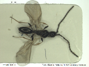  ( - HYMNI2603)  @11 [ ] CreativeCommons - Attribution Share-Alike (2019) NTNU University Museum, Department of Natural History NTNU University Museum, Department of Natural History