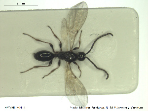  ( - HYMNI2604)  @11 [ ] CreativeCommons - Attribution Share-Alike (2019) NTNU University Museum, Department of Natural History NTNU University Museum, Department of Natural History