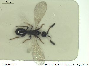  ( - HYMNI2605)  @11 [ ] CreativeCommons - Attribution Share-Alike (2019) NTNU University Museum, Department of Natural History NTNU University Museum, Department of Natural History