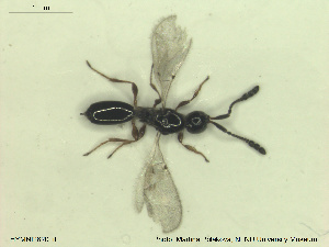  ( - HYMNI2620)  @11 [ ] CreativeCommons - Attribution Share-Alike (2019) NTNU University Museum, Department of Natural History NTNU University Museum, Department of Natural History
