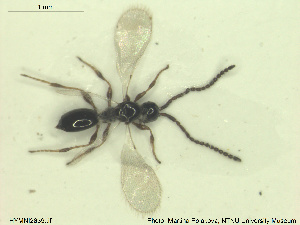  ( - HYMNI2639)  @11 [ ] CreativeCommons - Attribution Share-Alike (2019) NTNU University Museum, Department of Natural History NTNU University Museum, Department of Natural History