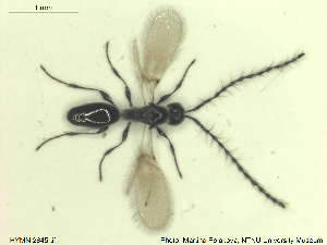  ( - HYMNI2645)  @11 [ ] CreativeCommons - Attribution Share-Alike (2019) NTNU University Museum, Department of Natural History NTNU University Museum, Department of Natural History