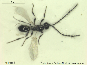  ( - HYMNI2646)  @11 [ ] CreativeCommons - Attribution Share-Alike (2019) NTNU University Museum, Department of Natural History NTNU University Museum, Department of Natural History
