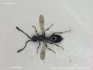  ( - HYMNI2666)  @11 [ ] Creative Commons  Attribution Non-Commercial Share-Alike (2020) NTNU University Museum, Department of Natural History NTNU University Museum, Department of Natural History