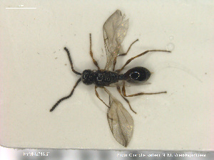  ( - HYMNI2713)  @11 [ ] Creative Commons  Attribution Non-Commercial Share-Alike (2020) NTNU University Museum, Department of Natural History Unspecified
