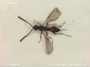  (Pantolyta marginalis - HYMNI2745)  @11 [ ] Creative Commons  Attribution Non-Commercial Share-Alike (2020) NTNU University Museum, Department of Natural History Unspecified