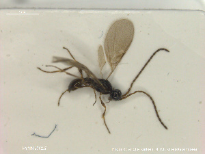  ( - HYMNI2762)  @11 [ ] Creative Commons  Attribution Non-Commercial Share-Alike (2021) NTNU University Museum, Department of Natural History Unspecified