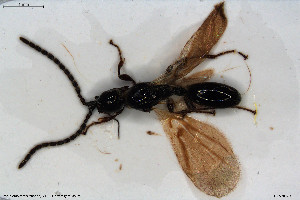  (Psilus acutangulus - HYMNI3016)  @11 [ ] Creative Commons  Attribution Non-Commercial Share-Alike (2023) NTNU University Museum, Department of Natural History NTNU University Museum, Department of Natural History