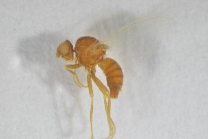  ( - NHMO-ENT-443295)  @11 [ ] CreativeCommons - Attribution Non-Commercial Share-Alike (2019) Unspecified University of Oslo, Natural History Museum
