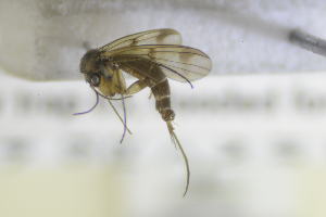  ( - NHMO-DAR-12268)  @13 [ ] CreativeCommons - Attribution Non-Commercial Share-Alike (2017) Unspecified University of Oslo, Natural History Museum