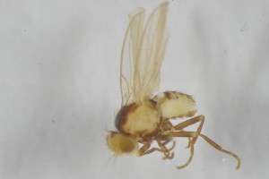  (Phytoliriomyza variegata - NHMO-ENT-443338)  @11 [ ] CreativeCommons - Attribution Non-Commercial Share-Alike (2019) Unspecified University of Oslo, Natural History Museum