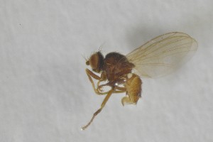  ( - NHMO-ENT-443298)  @11 [ ] CreativeCommons - Attribution Non-Commercial Share-Alike (2019) Unspecified University of Oslo, Natural History Museum