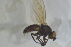  ( - NHMO-ENT-443579)  @11 [ ] CreativeCommons - Attribution Non-Commercial Share-Alike (2019) Unspecified University of Oslo, Natural History Museum