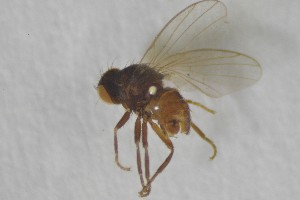  ( - NHMO-ENT-443299)  @11 [ ] CreativeCommons - Attribution Non-Commercial Share-Alike (2019) Unspecified University of Oslo, Natural History Museum