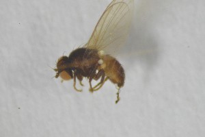  ( - NHMO-ENT-443300)  @11 [ ] CreativeCommons - Attribution Non-Commercial Share-Alike (2019) Unspecified University of Oslo, Natural History Museum