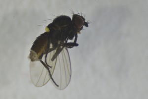  ( - NHMO-ENT-443578)  @11 [ ] CreativeCommons - Attribution Non-Commercial Share-Alike (2019) Unspecified University of Oslo, Natural History Museum
