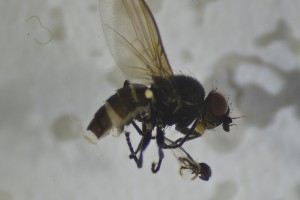  ( - NHMO-ENT-443577)  @11 [ ] CreativeCommons - Attribution Non-Commercial Share-Alike (2019) Unspecified University of Oslo, Natural History Museum