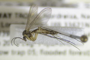  ( - NHMO-DAR-12274)  @11 [ ] CreativeCommons - Attribution Non-Commercial Share-Alike (2017) Unspecified University of Oslo, Natural History Museum
