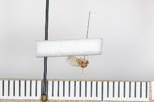  (Hirtodrosophila trivittata - Dro_28_10041187)  @11 [ ] Unspecified (default): All Rights Reserved  Unspecified Unspecified