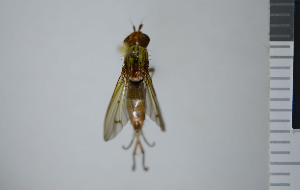  ( - NHMO10043225)  @12 [ ] No Rights Reserved (2013) Unspecified University of Oslo, Natural History Museum