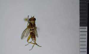  ( - NHMO10043226)  @12 [ ] No Rights Reserved (2013) Unspecified University of Oslo, Natural History Museum