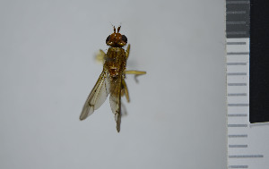  ( - NHMO10043325)  @12 [ ] No Rights Reserved (2013) Unspecified University of Oslo, Natural History Museum