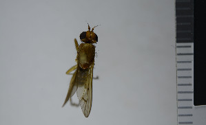  ( - NHMO10043360)  @12 [ ] No Rights Reserved (2013) Unspecified University of Oslo, Natural History Museum