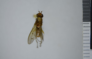  ( - NHMO10043362)  @13 [ ] No Rights Reserved (2013) Unspecified University of Oslo, Natural History Museum