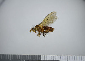 ( - NHMO10065765)  @12 [ ] No Rights Reserved (2013) Unspecified University of Oslo, Natural History Museum