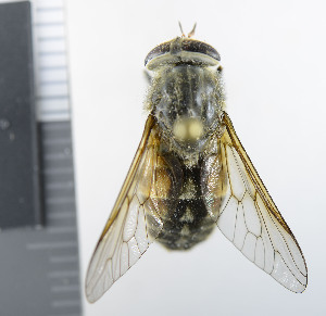  ( - NHMO10069529)  @11 [ ] No Rights Reserved (2013) Unspecified Univeristy of Oslo, Natural History Museum