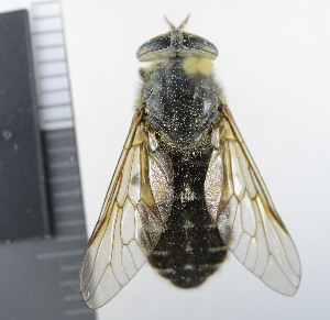  ( - NHMO10069531)  @11 [ ] No Rights Reserved (2013) Unspecified Univeristy of Oslo, Natural History Museum